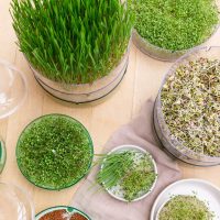 Csíramagok, csíráztató edények